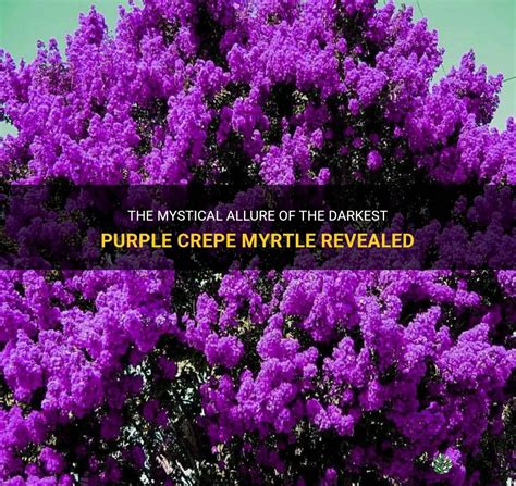 Celestial spell of the crepe myrtle tree